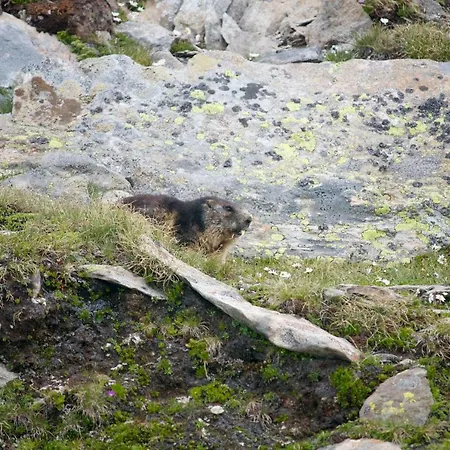 여관 Gasthof-pension Waldruhe